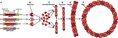 Septins and Bacterial Infection